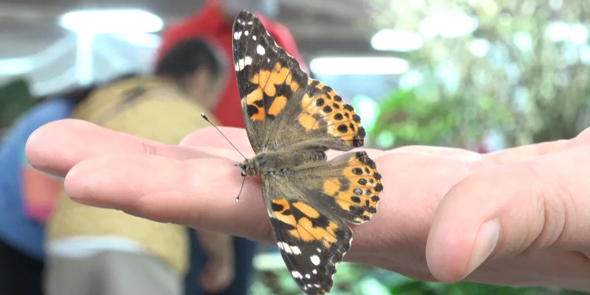 Science Spectrum’s Butterfly Alive Exhibit Returns for Third Year
