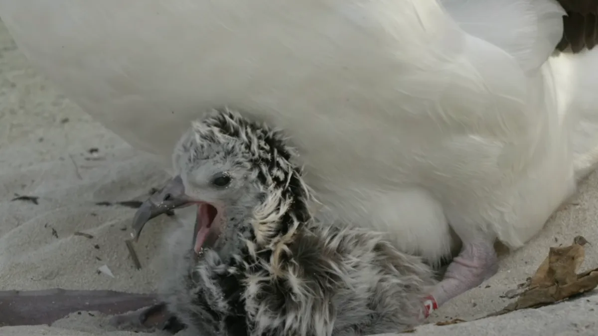 The World’s Oldest Wild Bird Welcomes a New Grandchick